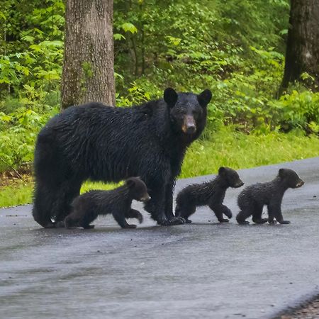A Higher Calling, 1089 Of Free Area Attraction Tickets For Each Paid Day, Dollywood And More! Pigeon Forge Esterno foto
